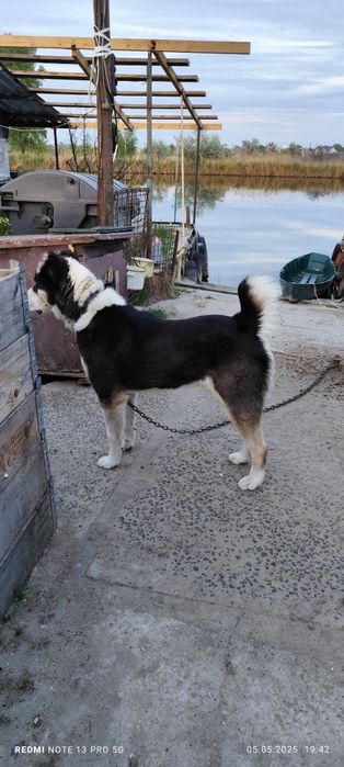 Кобель алабай на случку (вязку)