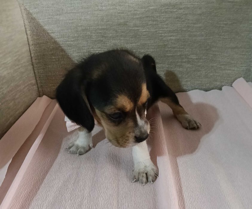 Beagle fêmea poket( pequena)