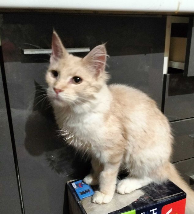 Maine coon kotka