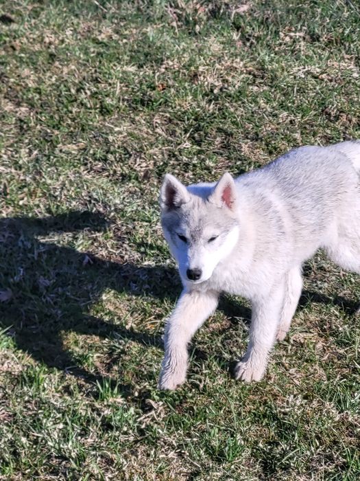 Szczeniak  suczka siberian husky zkwp