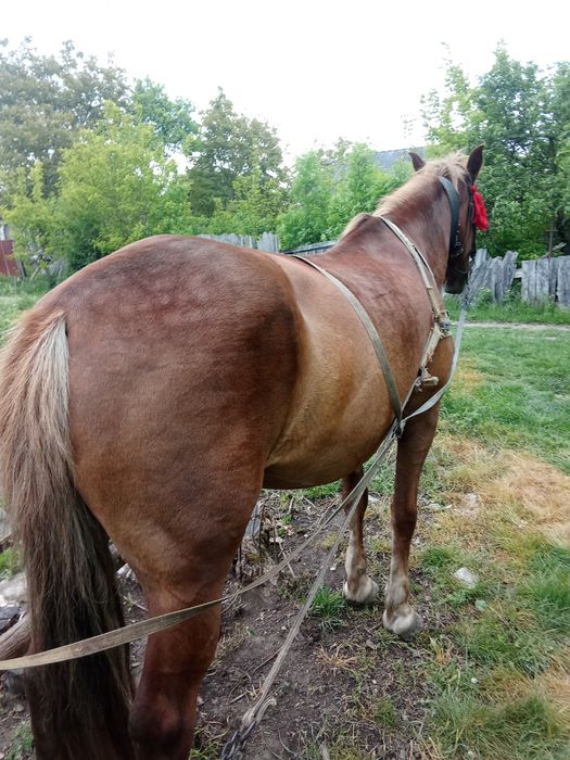 Продам кобилу  гарна висока