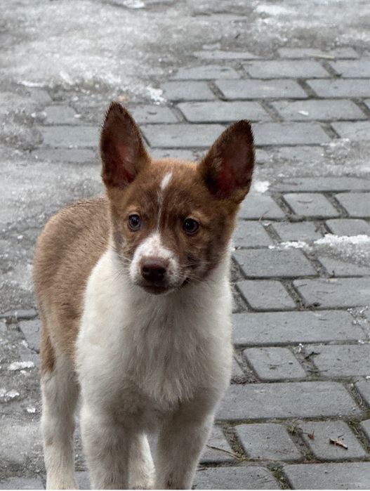 Прилаштовується цуцик