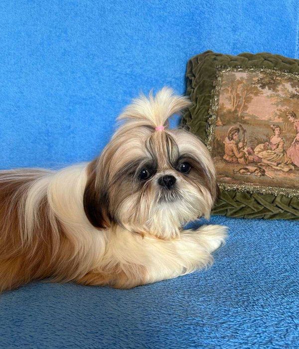 Неймовірна красуня ши тцу КСУ у найкращі ручки буде дрібненька