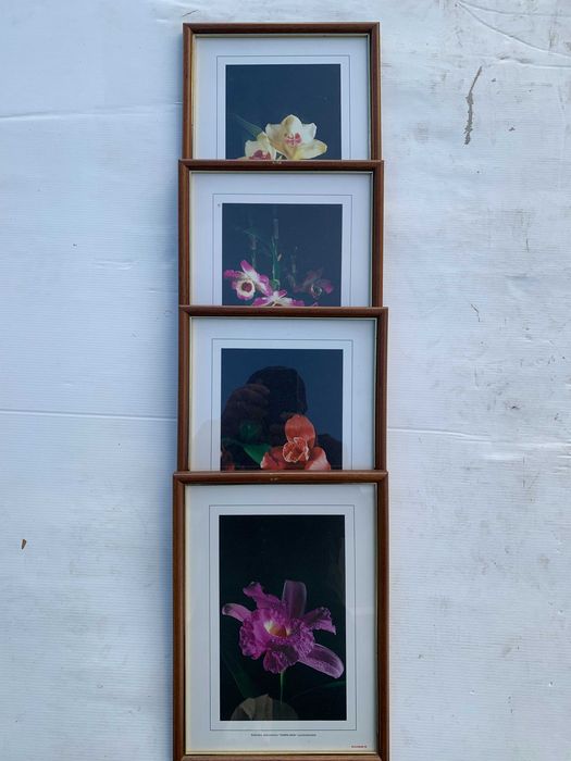 Quadros     Parede423596762649088005