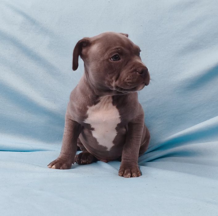 American pitbull terrier blue nose