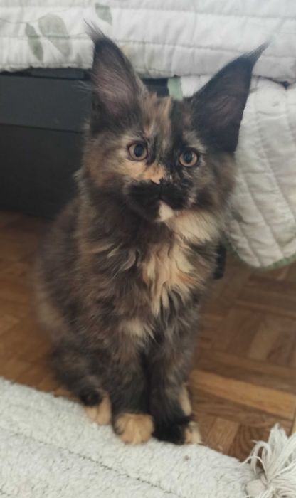 Kotka Maine Coon czarna szylkretowa / FPL REZERWACJA