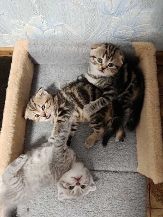котята шотландские вислоухие