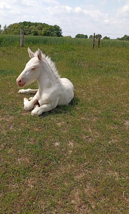 Klacz izabelowata ze źrebakiem ogierkiem cremello
