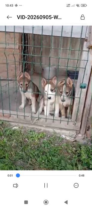 Щиннята Західно Сибірської Лайки