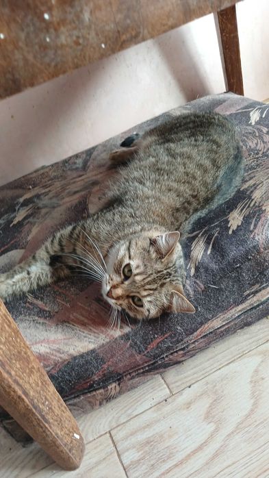 Серая полосатая кошка по имени Тигра, 1,5 года, стерилизована