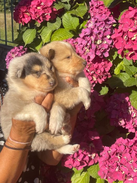 Rough collie com boas caracteristicas