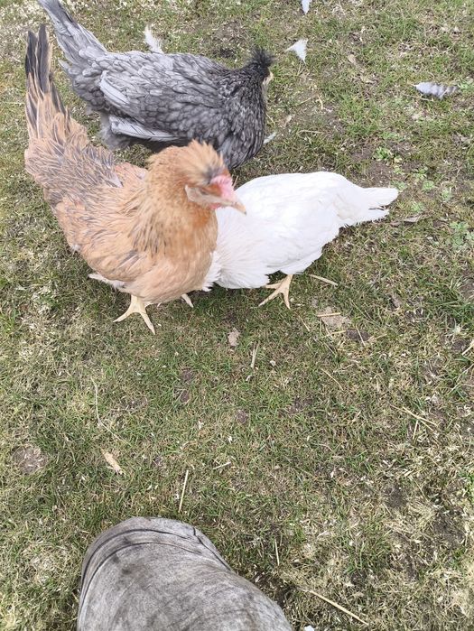 Kury green shell i dark Shell