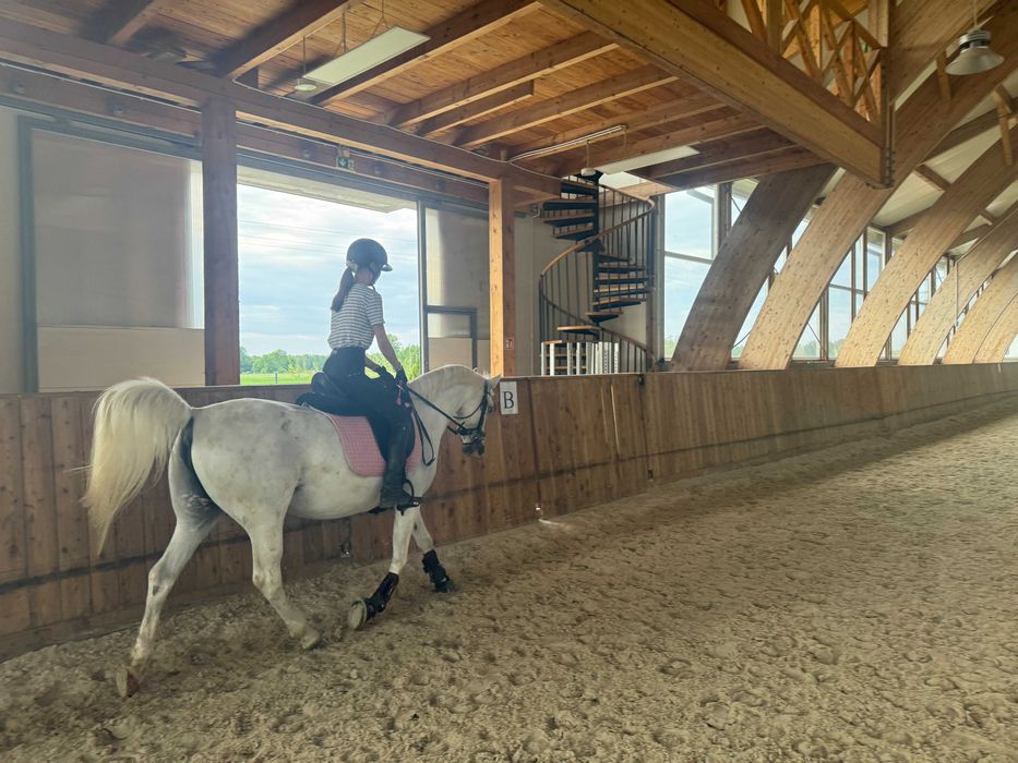 kobyłka, 15 lat, do sprzedaży