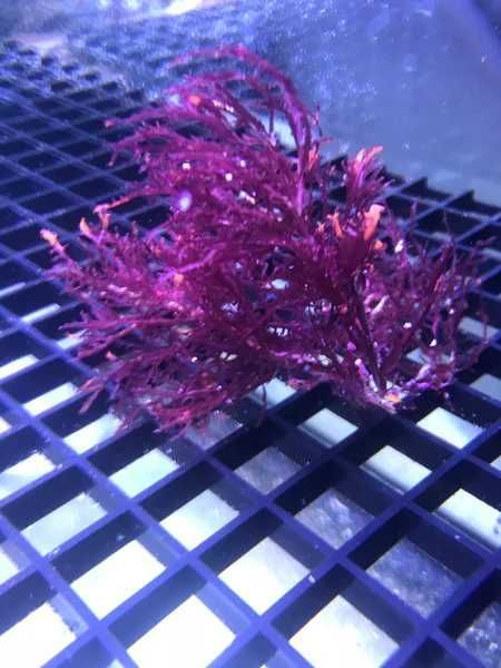 Refugium Glon Wyższy Haliptilon Red Feather Alga FLUOLAMPS WYSYLKI