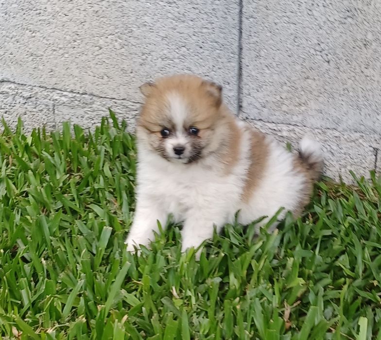 Spitz alemão fêmea