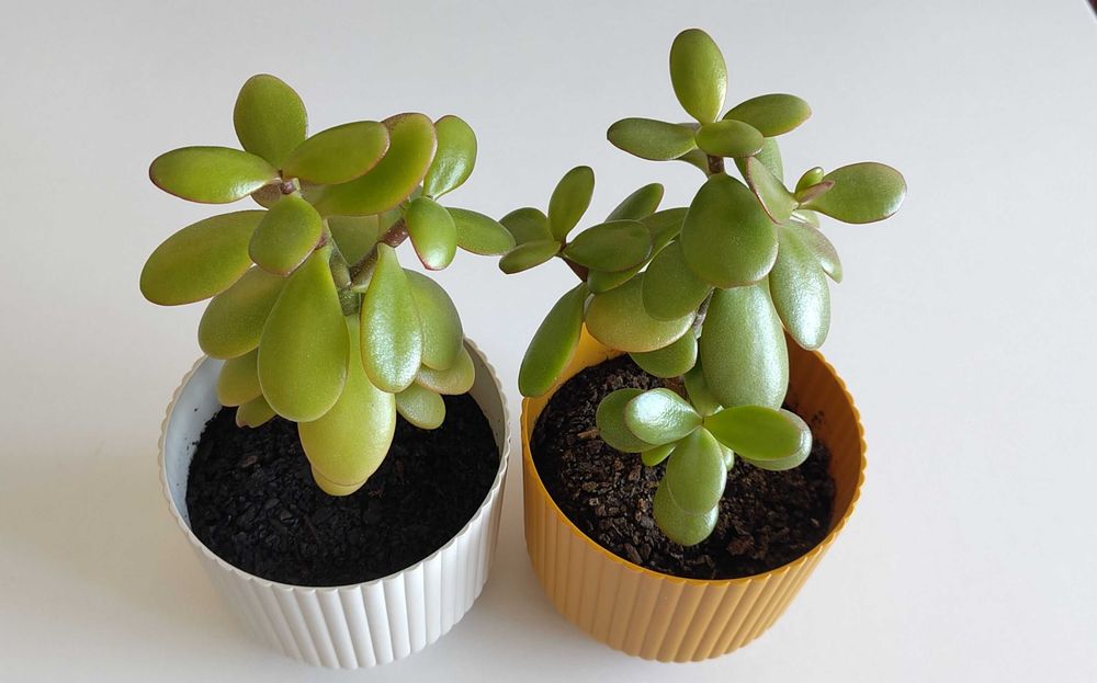 CRASSULA OVATA (Árvore do dinheiro / Jade) em vasos de 13cm