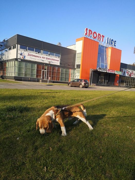 Бігль, бигль, в'язка.