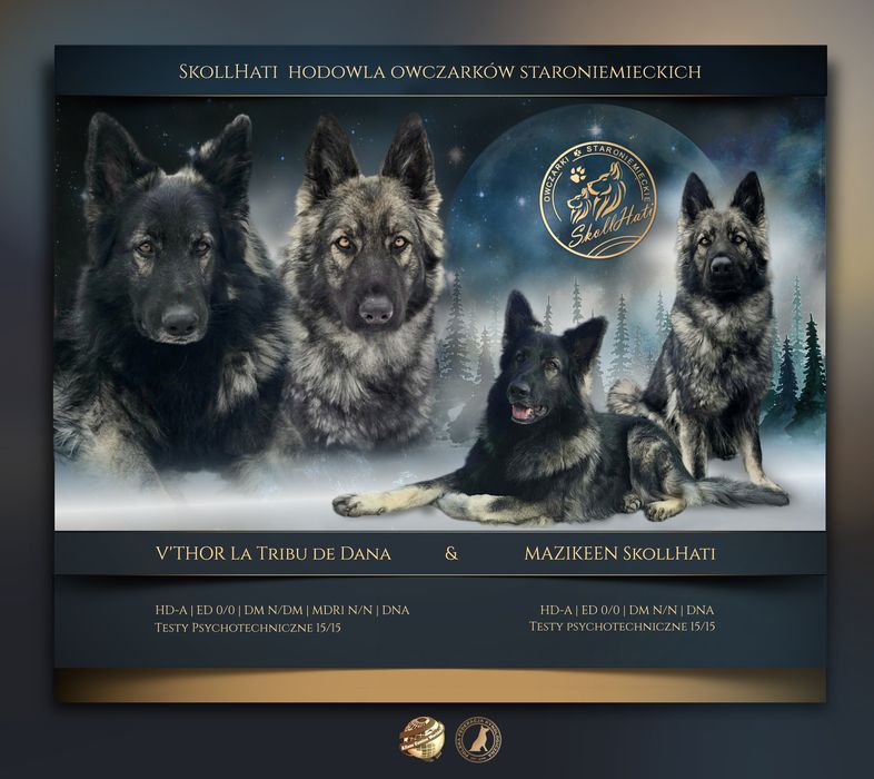 Owczarek staroniemiecki