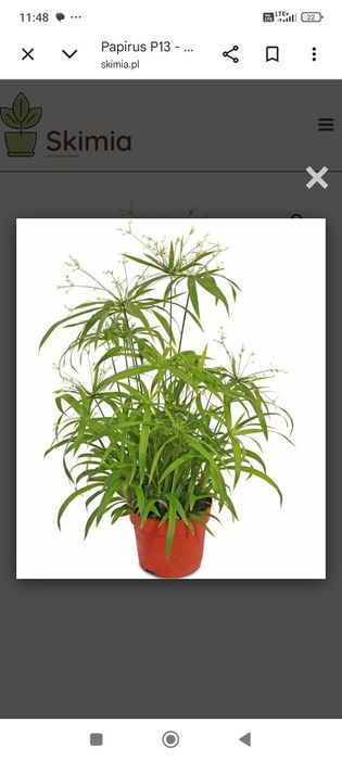 Papirus cyperus talerzowy