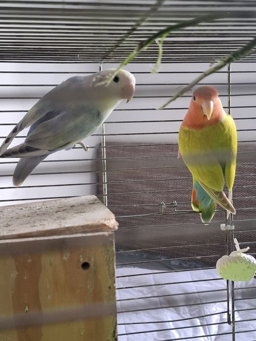 Papugi nierozłączki