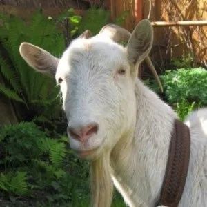 Продам козенят  чотири місяця