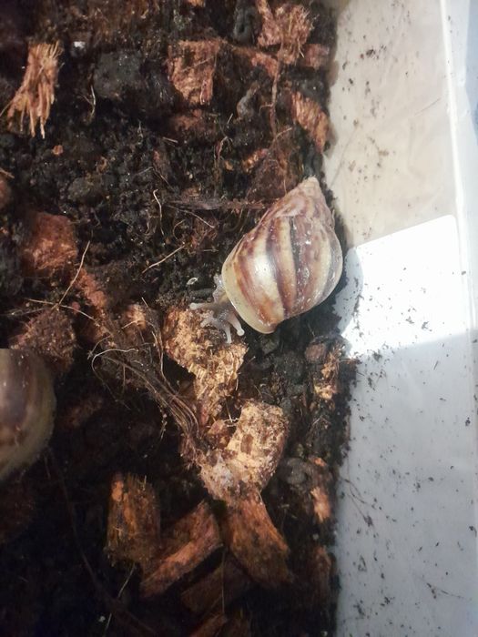 Ślimaki afrykańskie młode