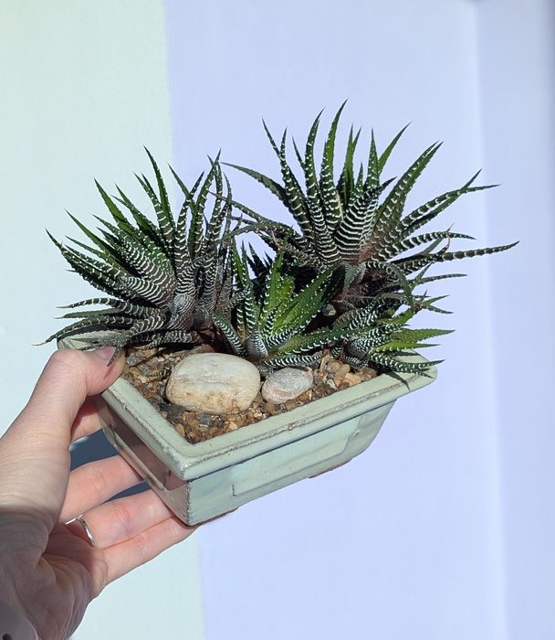 Композиція Хавортія в бонсайниці,  суккулент, декор на робочий стіл