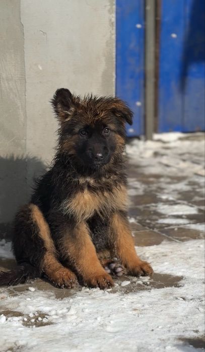 Дівчинка німецька вівчарка довгошерстна