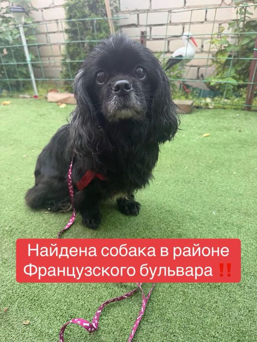 Найдена собака Харьков