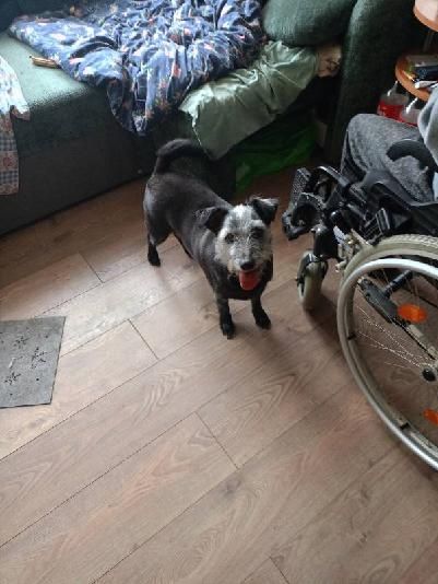 Oddam psa w dobre ręce