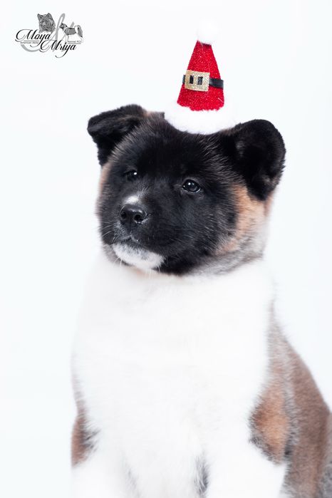 Американскька акіта/ американская акита / american akita