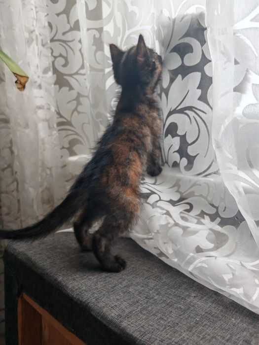 Віддам кошенят в добрі руки