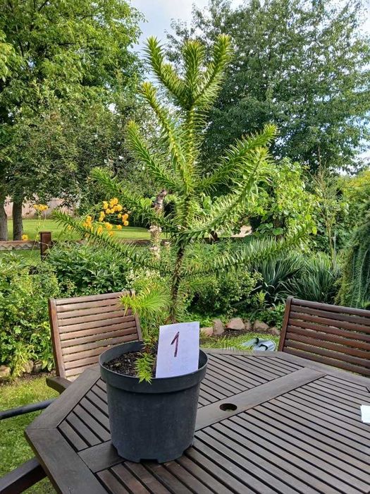 Araukaria Chilijska tzw Małpie Drzewo 70 cm