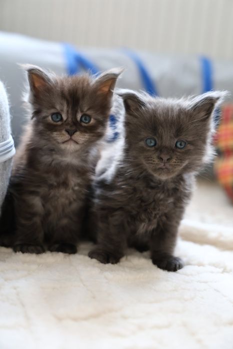 Kocurek Maine Coon