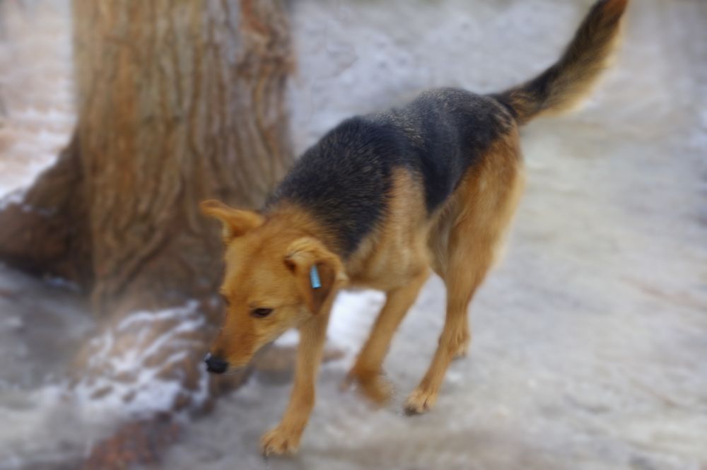 Стерилізовані собаки з притулку