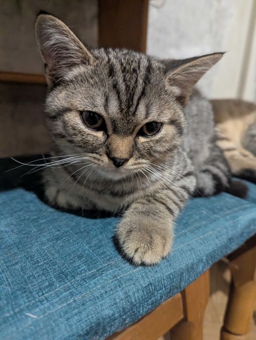 Продам кошения хлопчик