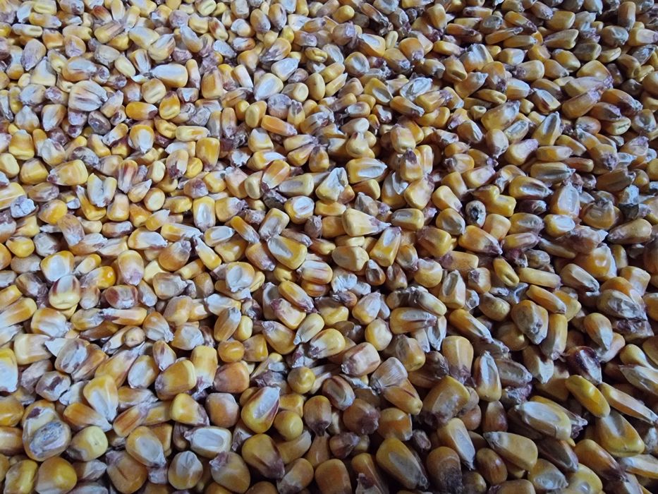 Sprzedam  kukurydza  sucha pszenica kukurydza gnieciona pszenica gniec