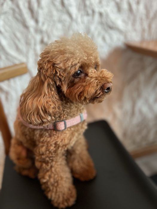 Пропала собачка породи той-пудель на імʼя Роксі