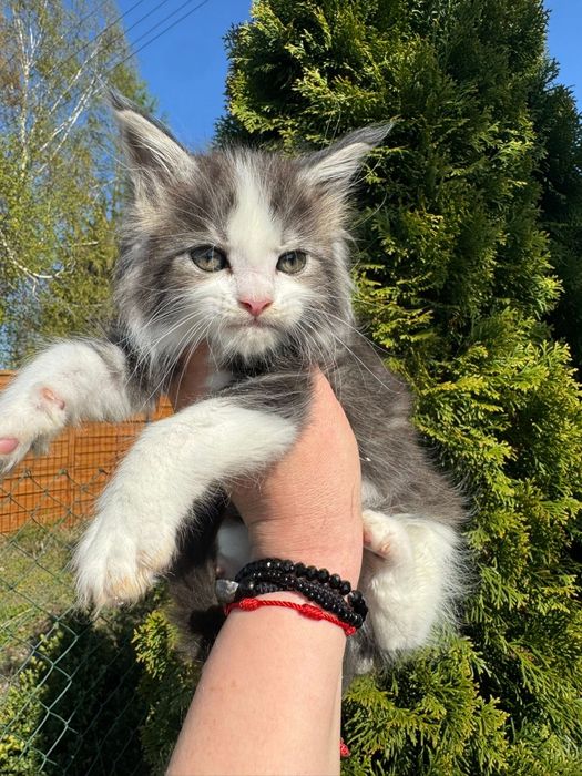 Maine Coon kocurek