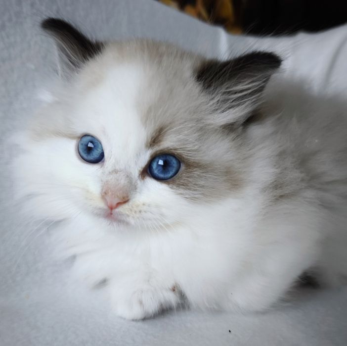 Kotka Ragdoll z rodowodem WCF do rezerwacji