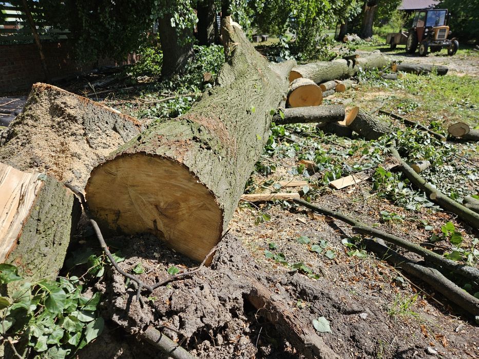 Pień lipowy srednica 60cm