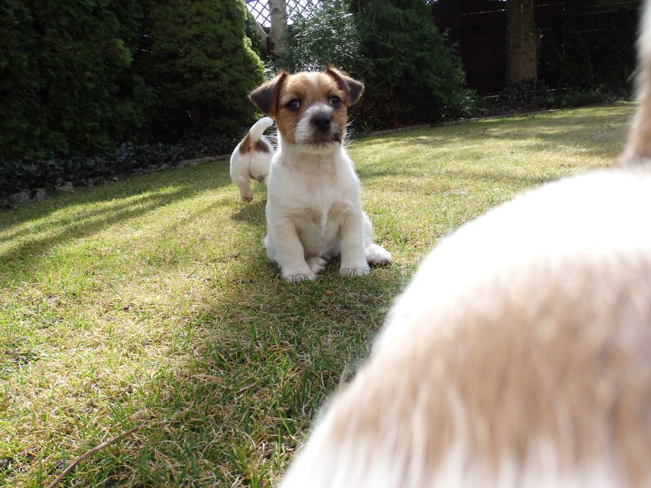 Jack Russell Terrier # YARA Smartie Jacks # broken haired female