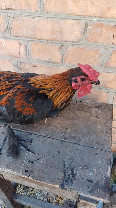 Продам Карликових півнів.