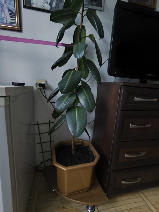 Фікус каучконосий два з половиною метра