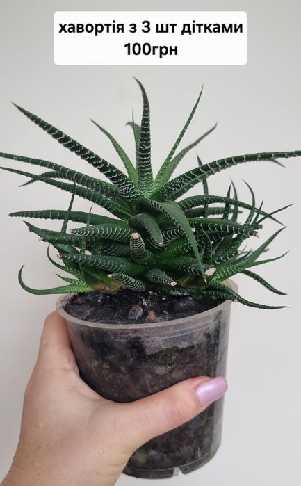 Фіалки  різні ,сортові.Хавортія