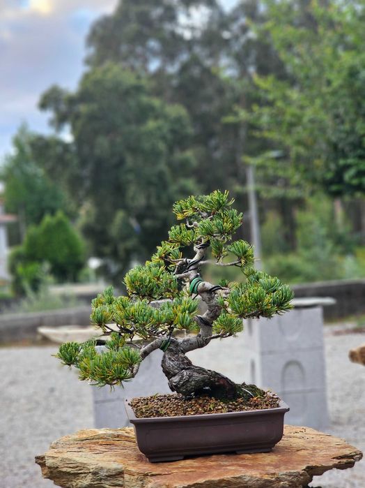 Bonsai pinus pentaphylla