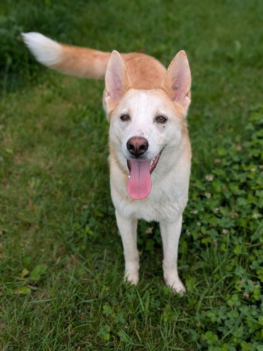 Mądry psiak Celion szuka swojej rodziny! Północniak do adopcji
