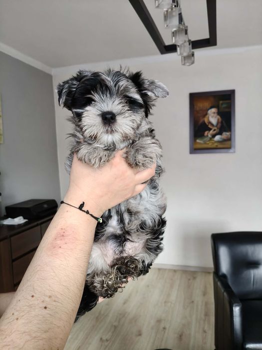 Sunia Yorkshire Terrier Blueberry Merle