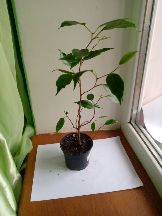 Фікус кімнатний Анастасія