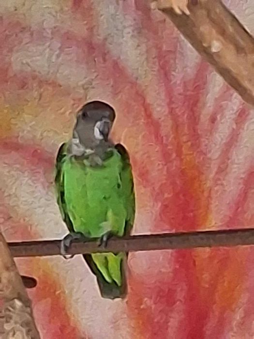 Cacatua e Papagaios